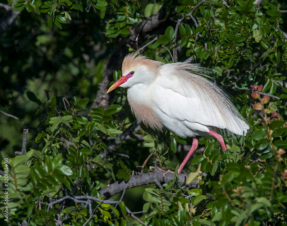 Fototapeta premium Cattle Egret in breeding plumage