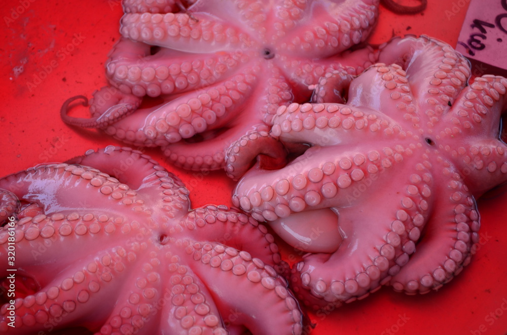 Fototapeta premium octopus