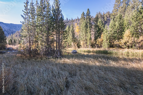 Tall grass along the bank of a stream running through autumnal forest