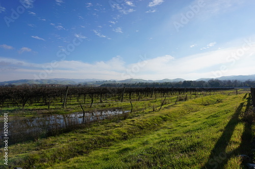 vineyards sunset blue sky green vines