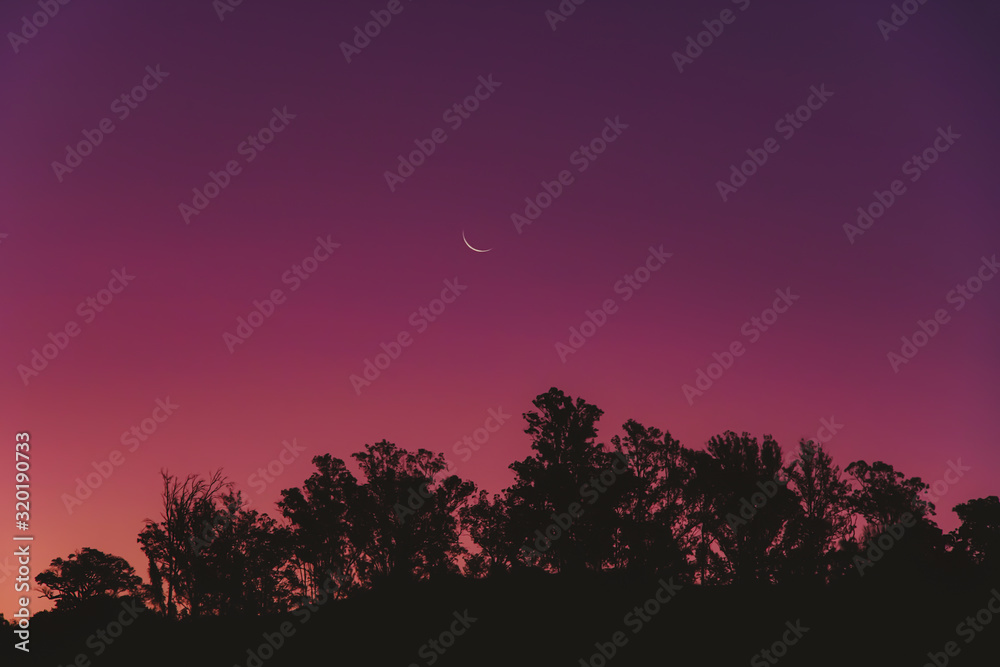 silhouette of a tree at sunset moon