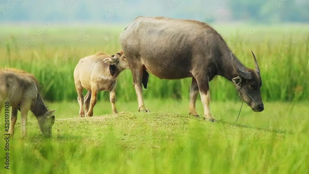 Water buffalo and her Babies eating green grass at field in Thailand