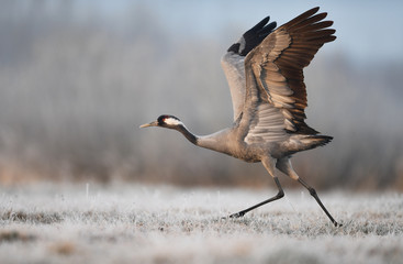 Deken met foto Cappuccinokleur Kraanvogel in natuurlijke habitat  © Piotr Krzeslak