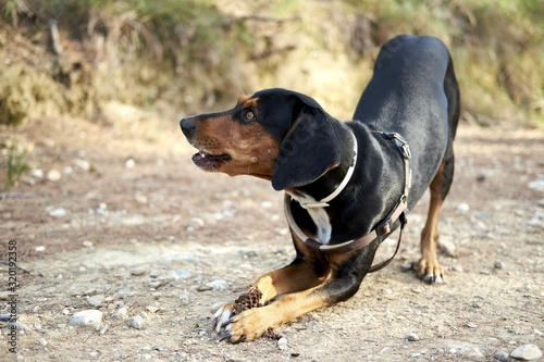 Cute black Greek hound dog playing in a desert area with a blurred background