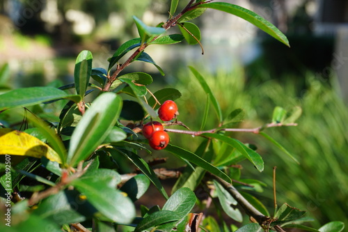 red berries on a tree macro