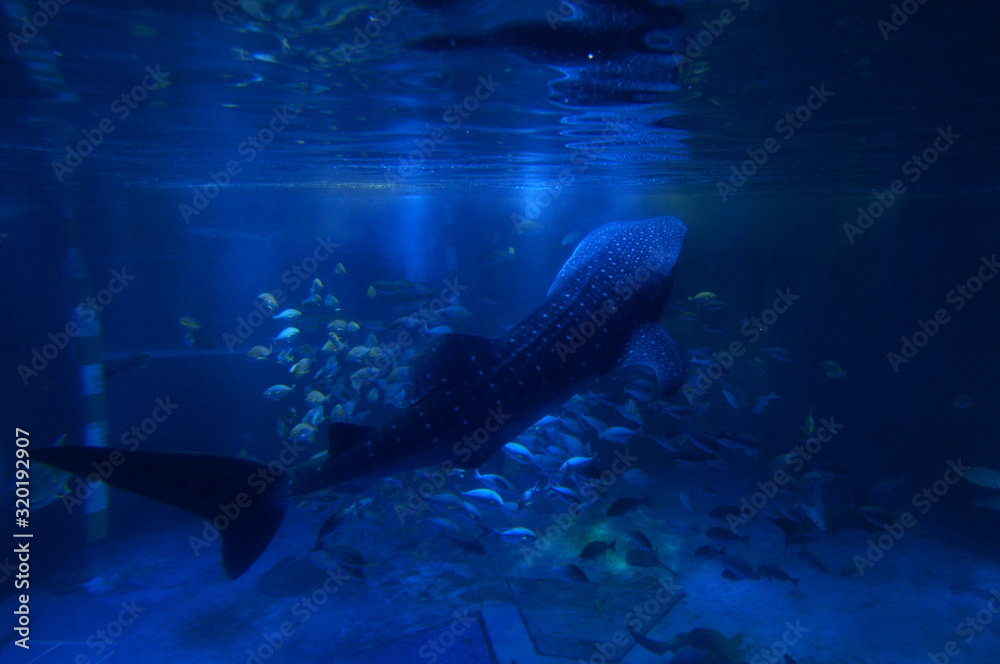 Fototapeta premium See whale sharks swimming in the aquarium