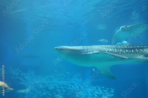 See whale sharks swimming in the aquarium © travelers.high