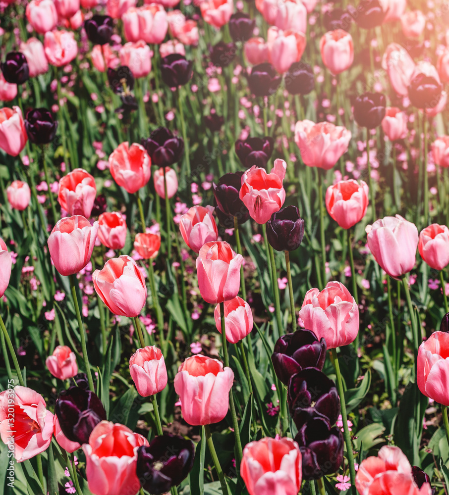 Colorful tulip field, purple flower tulip in spring background, selective focus, closeup. Beautiful pink spring tender flowers blossom Colorful tulip field, purple flower tulip in spring background, selective focus, closeup. Beautiful pink spring tender flowers blossom