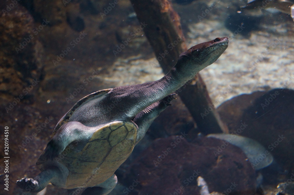 Observe the Pig nosed turtle Observe the Pig nosed turtle