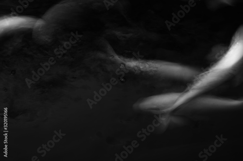 Koi fish carp swim in dark water