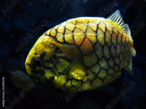 Pinecone fish swimming in the aquarium photo