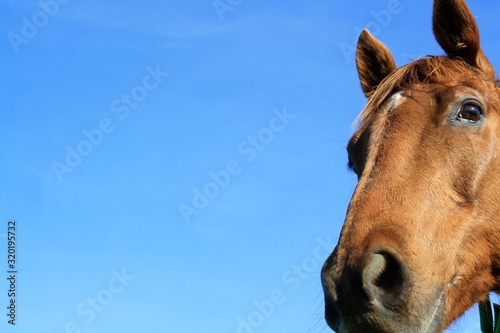 Horse Head on Blue Sky