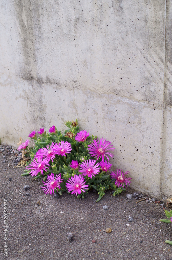 Lampranthus spectabilis with pink flowers Stock Photo | Adobe Stock