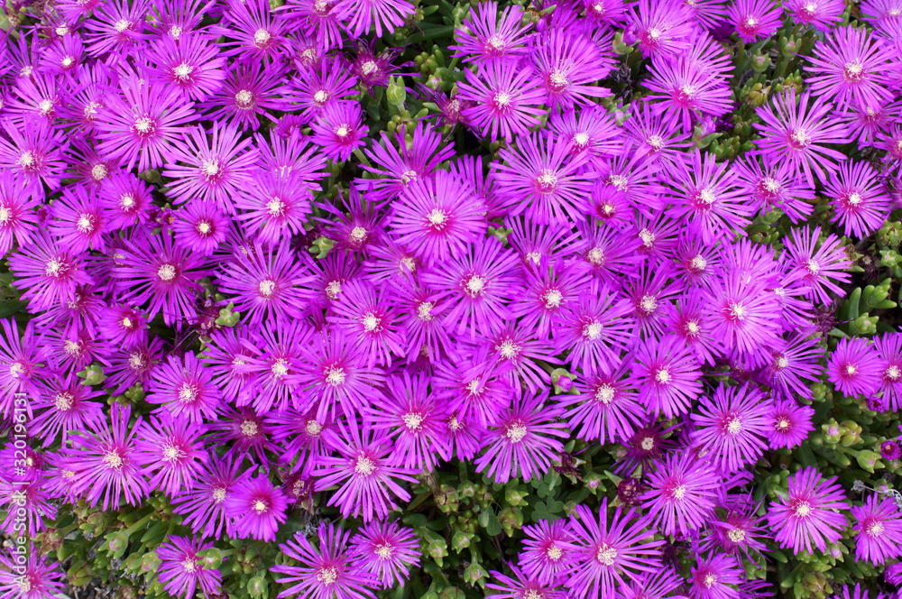 Lampranthus spectabilis with pink flowers Lampranthus spectabilis with pink flowers