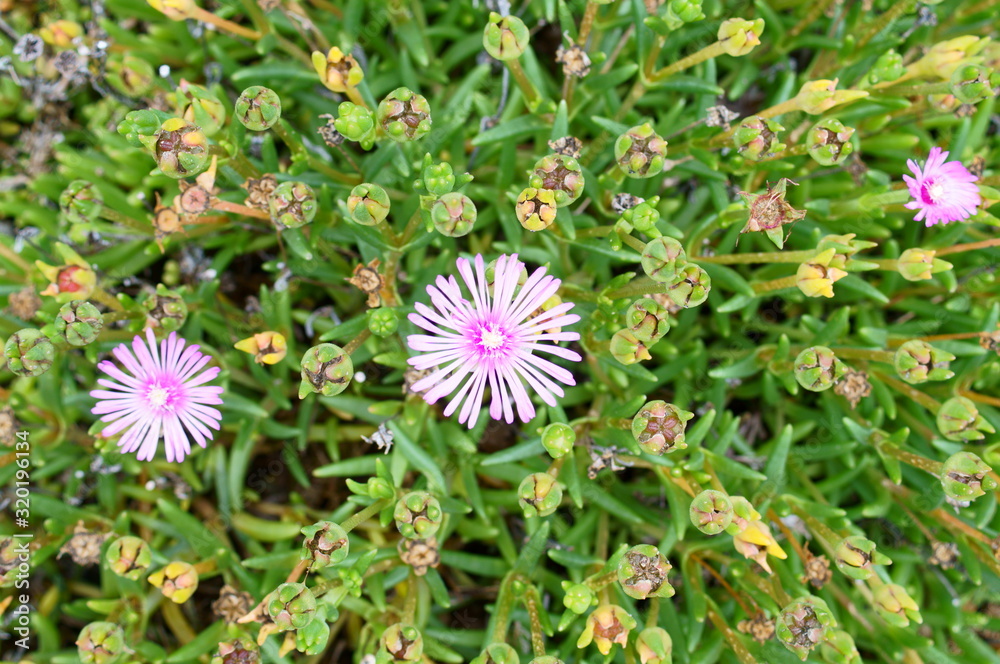 Fototapeta premium Lampranthus spectabilis with pink flowers