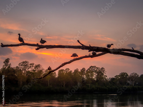 Ducks at Dawn photo