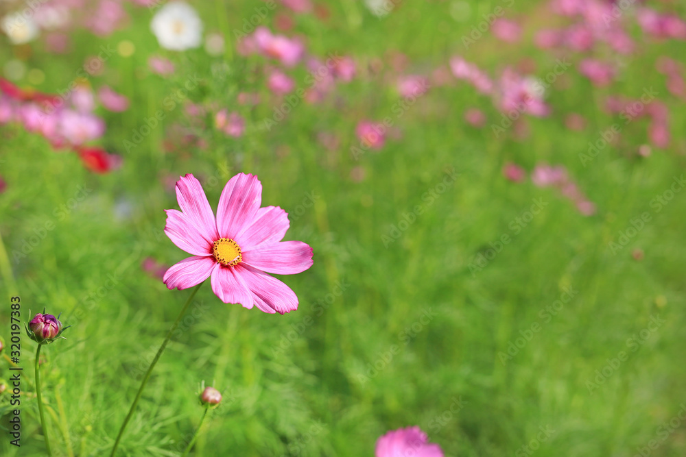 Close up cosmos flower blooming in the summer garden field in nature. Close up cosmos flower blooming in the summer garden field in nature.
