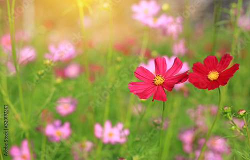 Blooming cosmos flower in the summer garden with rays of sunlight in nature.