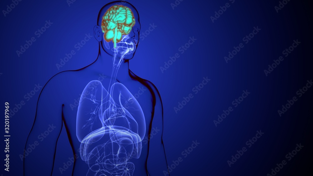 3d rendered medically accurate illustration of the brain anatomy - the cortex 3d rendered medically accurate illustration of the brain anatomy - the cortex
