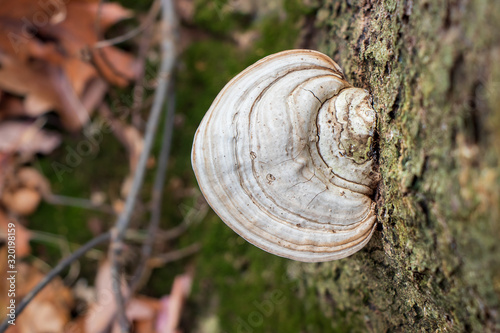 Canvas A faded artist's conk mushroom (Ganoderma applanatum) growing on a tree trunk