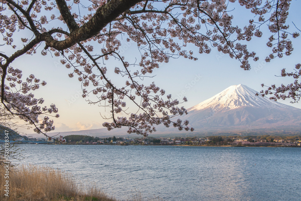Fuji Mountain and Pink Sakura Branches at Kawaguchiko Lake, Japan