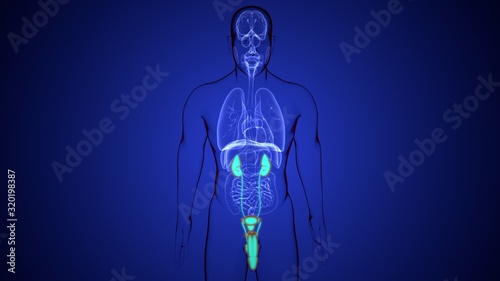 3d illustration human body kindeys of a human body part photo