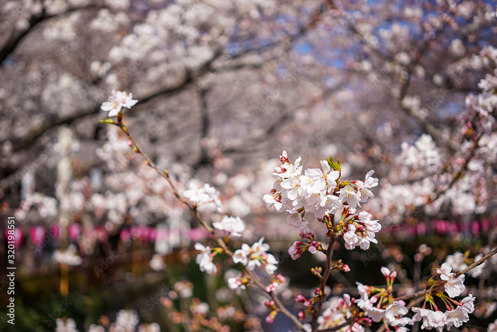 東京都 目黒川 川沿いの桜 東京都 目黒川 川沿いの桜