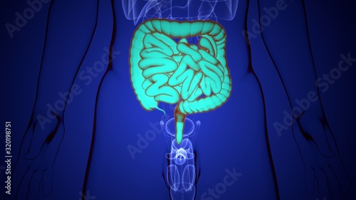 3D Illustration of Human Internal Digestive Organs Large and Small Intestine Anatomy