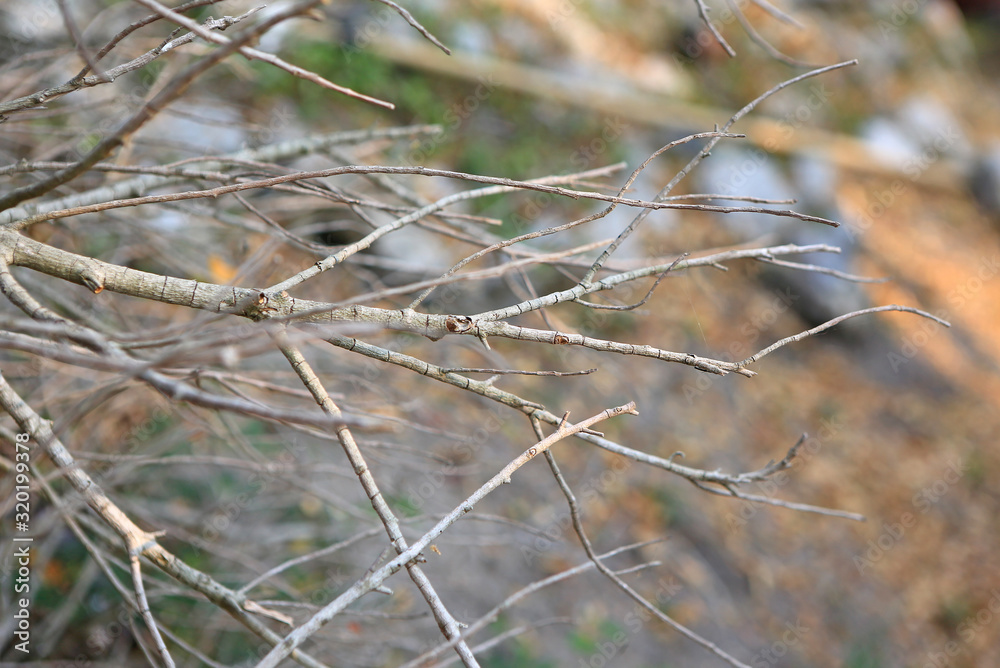 Dry twigs branch in the nature outdoor. Dry twigs branch in the nature outdoor.