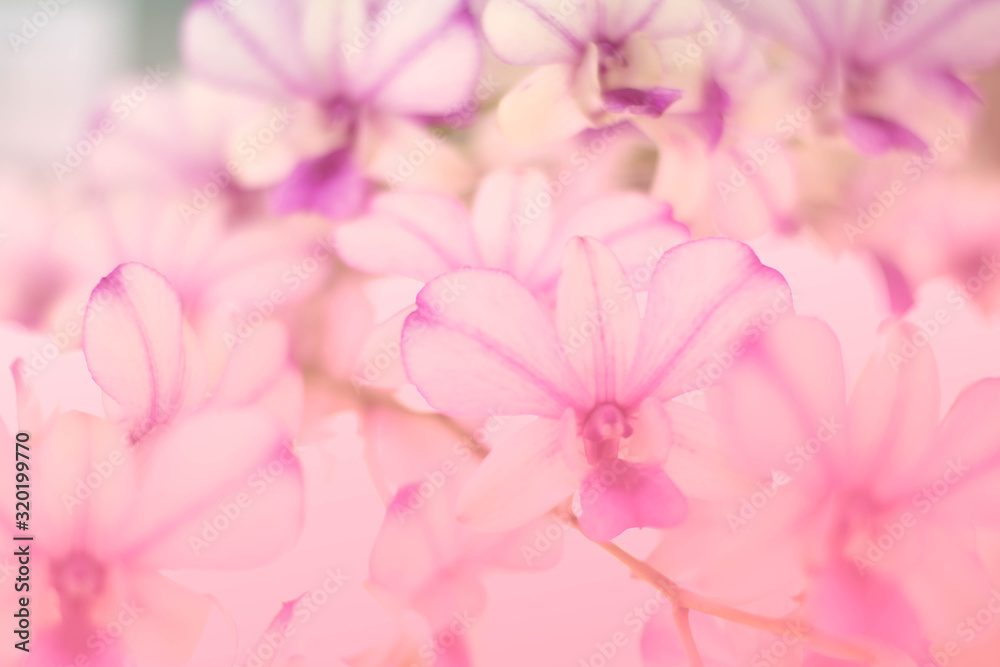 vintage blurred spring romantic floral orchid flower blooming background
