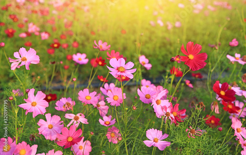 Beautiful cosmos flower blooming in the summer garden field with rays of sunlight in nature