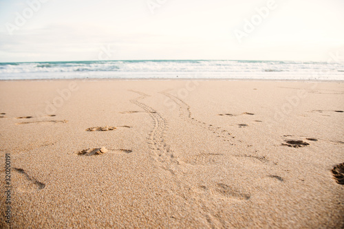 2 baby turtles footprint on the beach Australia Queensland Bundaberg beauty in nature protection morning