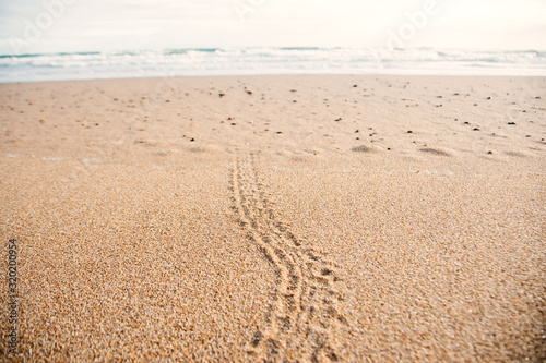 cute baby turtles footprint on the beach Australia Queensland Bundaberg beauty in nature protection