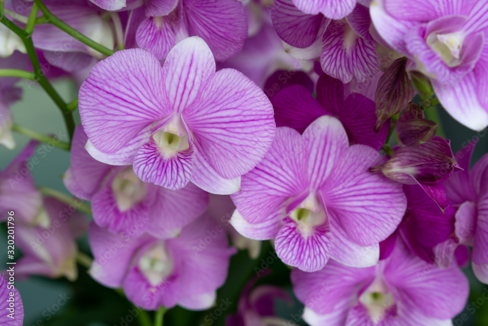 Backgrounds Textures Purple Thai orchid Backgrounds Textures Purple Thai orchid