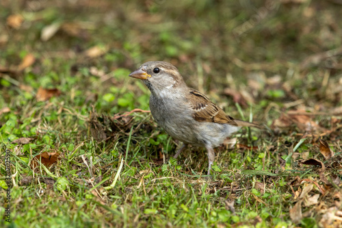 House Sparrow in New Zealand © Imogen