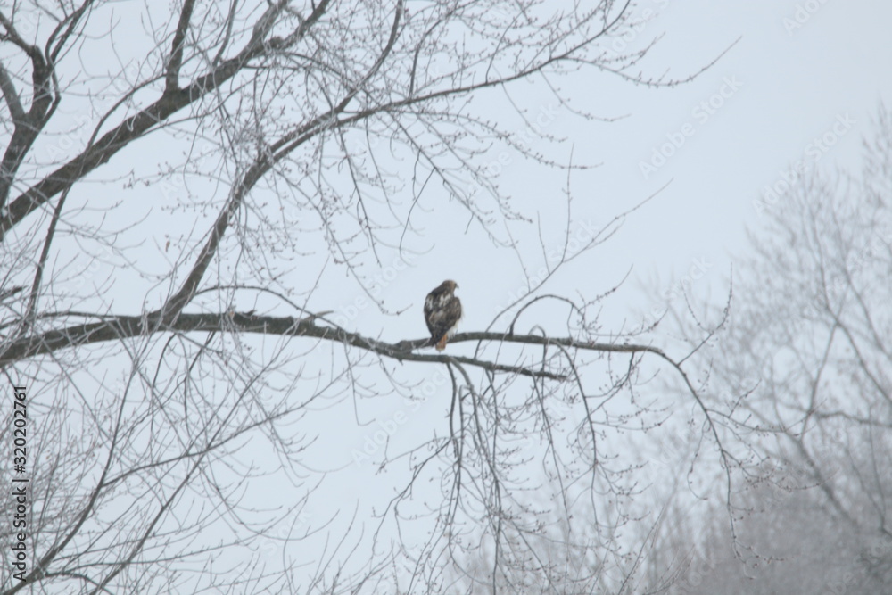 bird on tree bird on tree
