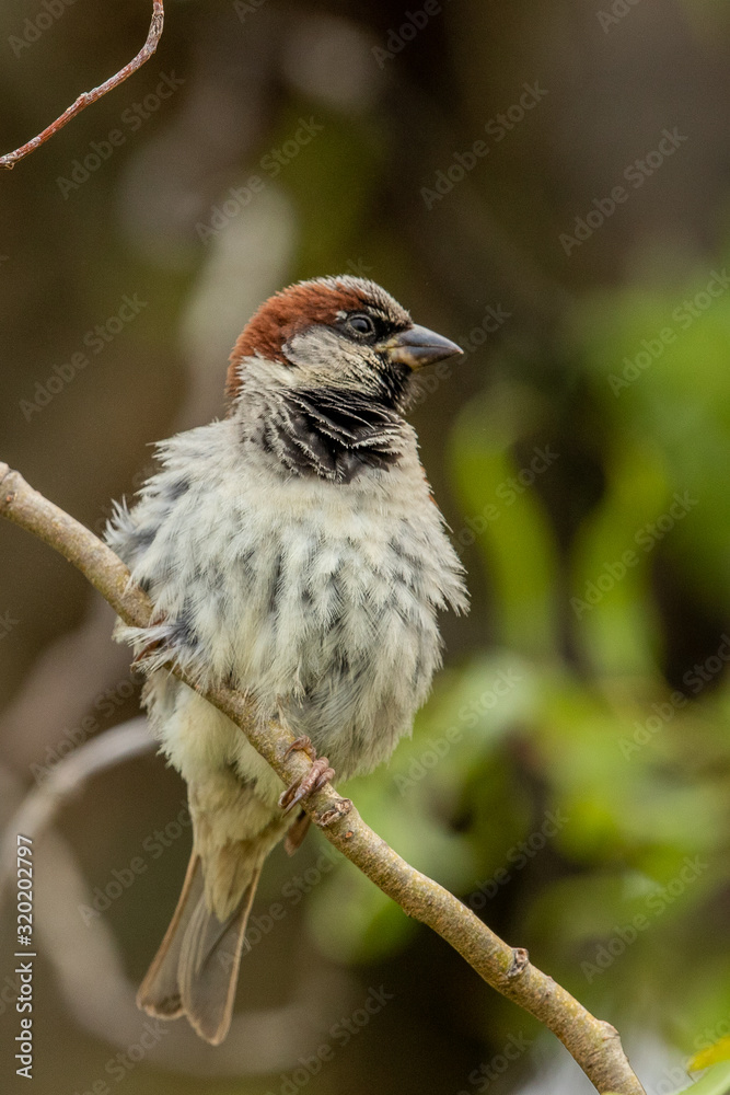 Naklejka premium House Sparrow in New Zealand