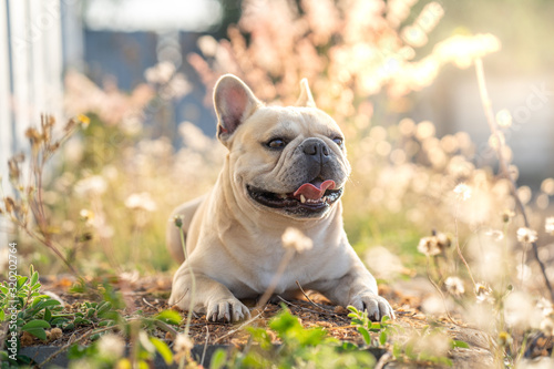 Fotomurale Cute french bulldog lying at grass field.