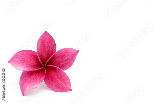 Red plumeria flower isolated on white background.