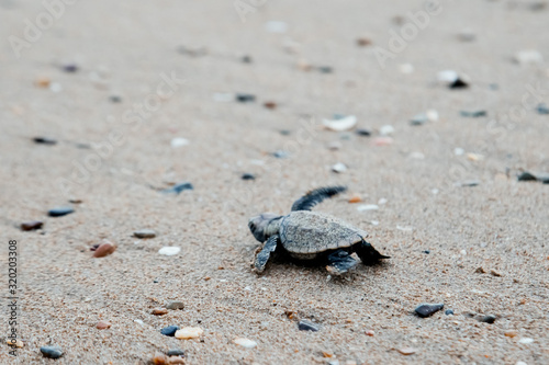 Baby turtle hatching and walking on the beach to ocean new life beauty in nature environment Bundaberg Queensland Australia emotion © QuickStartProjects