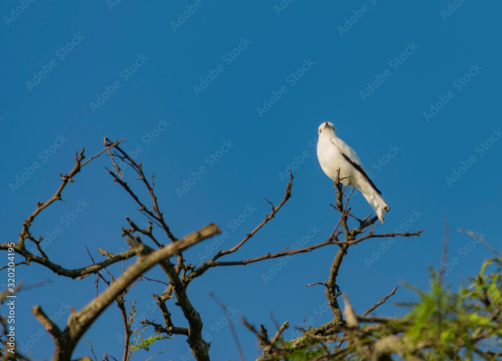 monjita blanca,viudita blanca común, (Xolmis irupero)