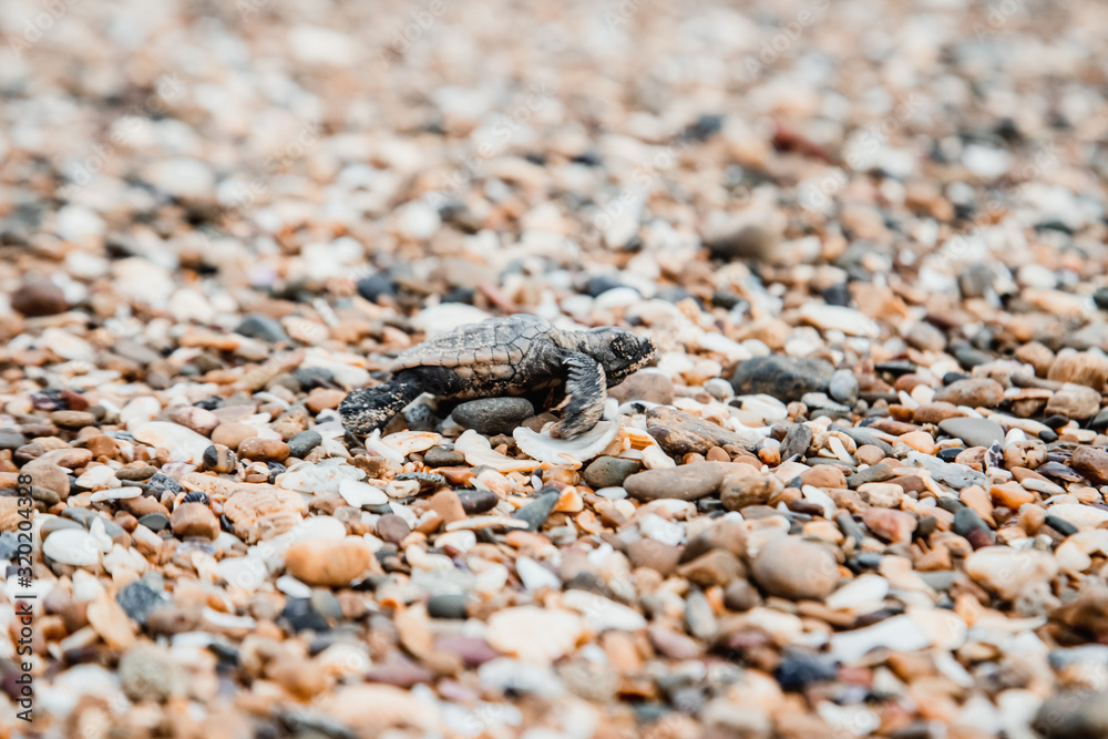 Baby turtle hatching and walking on the beach to ocean new life beauty in nature environment Bundaberg Queensland Australia 29 Baby turtle hatching and walking on the beach to ocean new life beauty in nature environment Bundaberg Queensland Australia 29