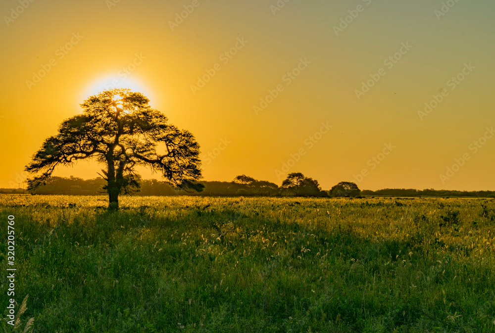 Fototapeta premium Atardecer, Algarrobo tapando el Sol