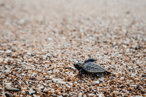 Baby turtle hatching and walking on the beach to ocean new life beauty in nature Bundaberg Queensland Australia