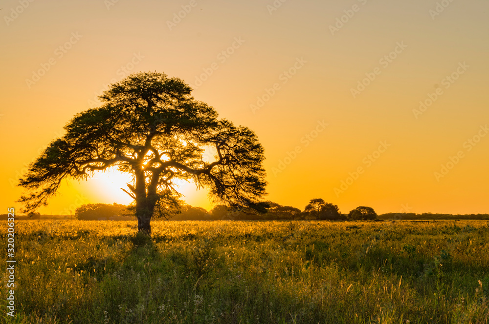 Obraz premium Atardecer, Algarrobo tapando el Sol