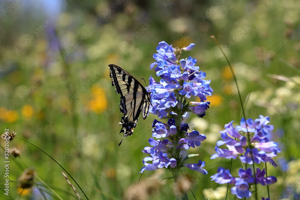Φωτογραφία The two-tailed Swallowtail butterfly sits on a mountain bluebell flower early in the summer wildflower season in the Wasatch Mountains near Park City, Utah