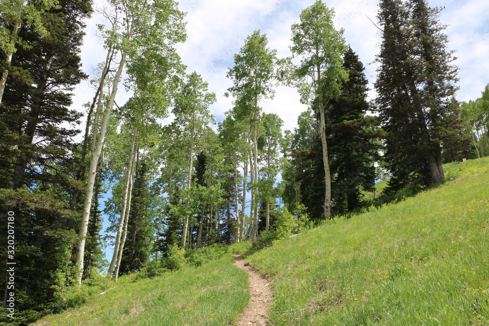 Φωτογραφία An aspen grove grows near a summer hiking trail at the Deer Valley resort near P