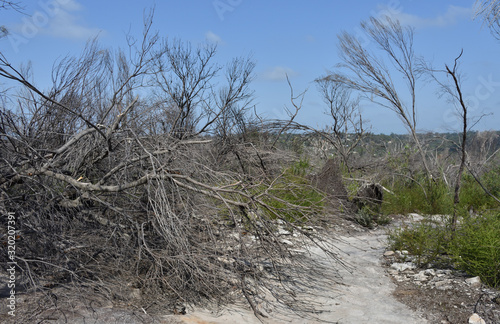 Bike track at National Park with dead trees