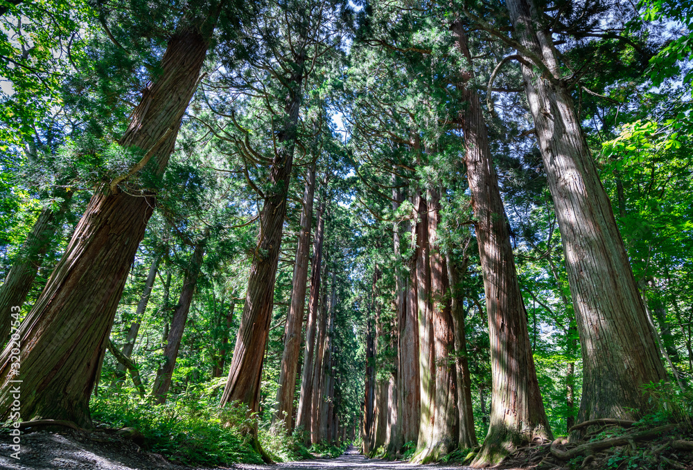 Fototapeta premium 戸隠神社の山道にある杉並木の写真（無人）