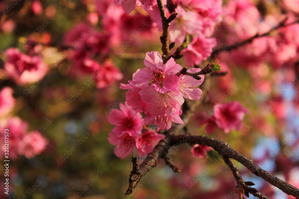 cherry blossom in spring cherry blossom in spring